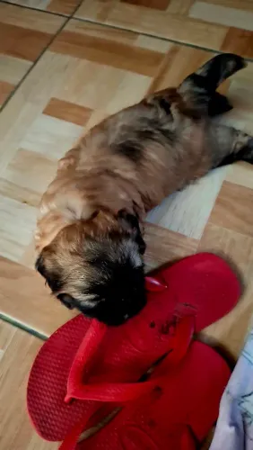 Filhotes de Lhasa Apso 