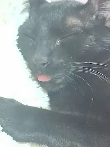 Gato fêmea filhote