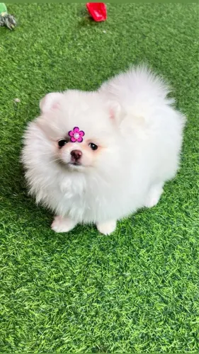 Pequeno no tamanho, gigante no amor - Vendo Spitz Alemão Anão