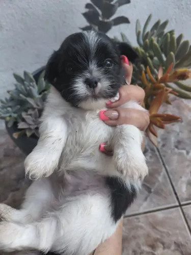 Vende-se Filhote de Shitzu mini macho