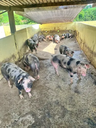 PORCO CAIPIRA.