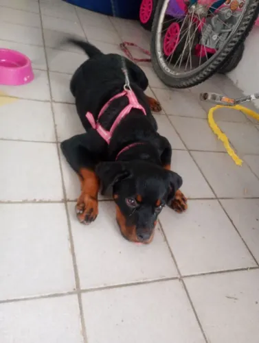 Vendo Rotvale 