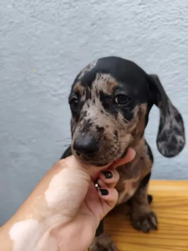 Dachshund: Um Cão Cheio de Carisma e Companheirismo
