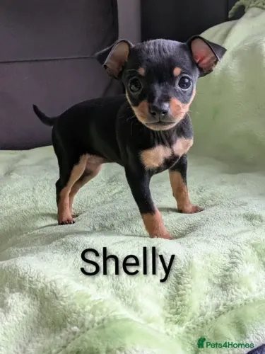 Cãozinho Pinscher/ Pincher super dócil e muito saudável