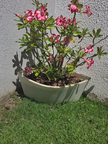 Vaso de planta