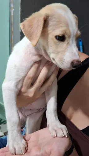 Doação filhotes 