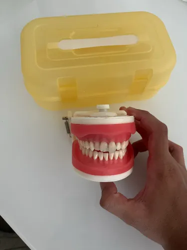 typodont/articulador odontológico de estudo