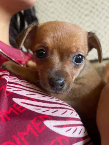 Pinscher vacinado filhote