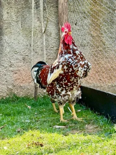 Galo Gsb