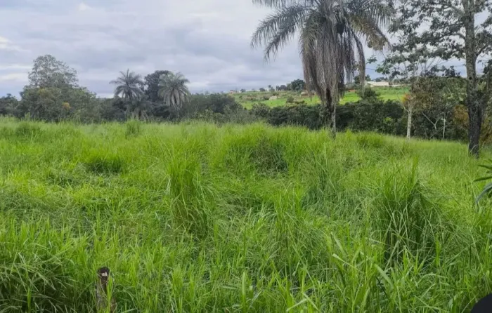 Alugo pasto