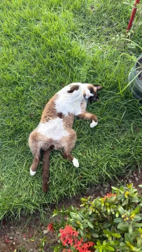 Adoção Gato macho castrado