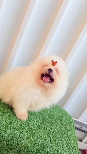 Lulu da Pomerania macho Spitz Alemão