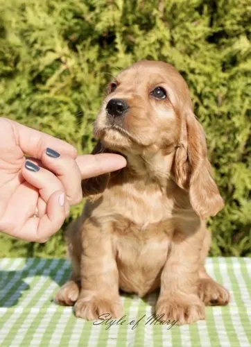 Cocker Spaniel - 40 dias