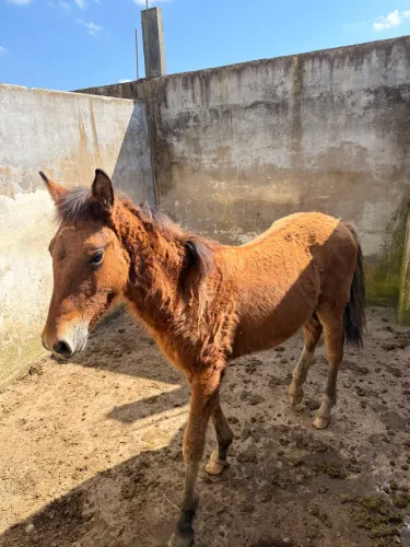 Vendo Potrinho