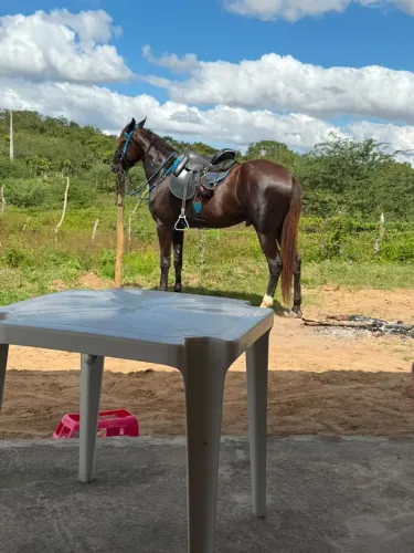 Cavalo mangalarga