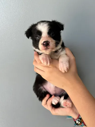 Border Collie - Filhote (Canil de criação responsável)