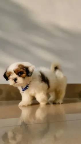 Shih tzu Encontre aqui o filhotinho perfeito para você