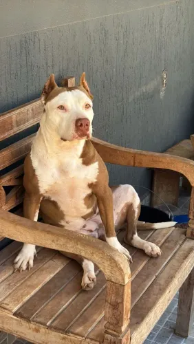 Pitbull red nose