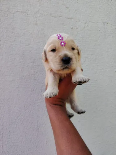 Maravilhosos Golden com Garantia e macho e fêmea
