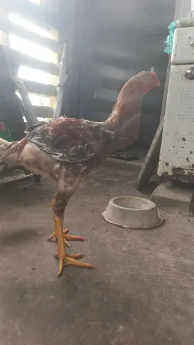 Frango Índio Gigante 