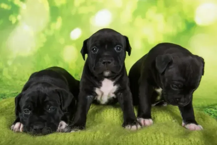 labrador x rottweiler Respondo pelo 9.9751.6491 Entrega imediata