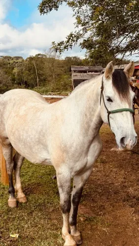 cavalo crioulo 
