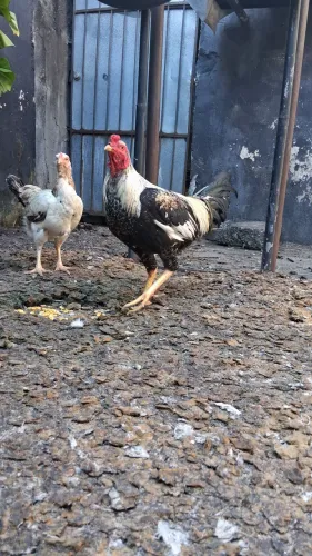 Galo Retirada no São jose