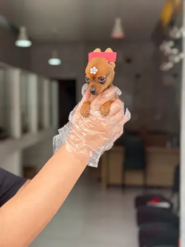 Pinscher Filhote Fofo e Carinhoso ? Uma Companhia para a Vida Toda
