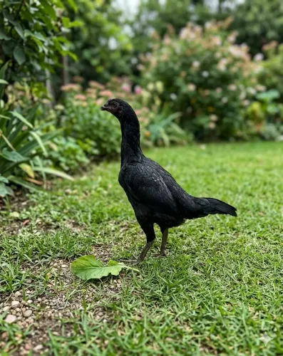 Galinha caipira
