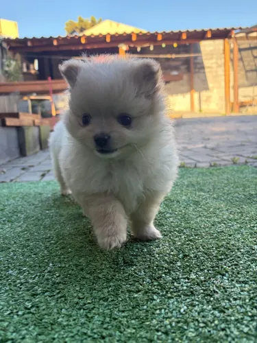 Spitz alemão