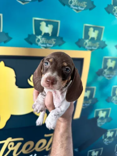 Filhotes de Dachshund em Passo Fundo