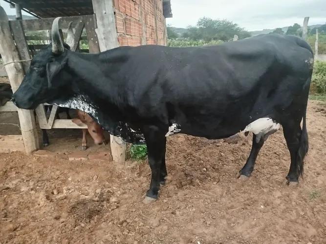 Vaca de leite 22 litros dia e outra com 25 litros dia