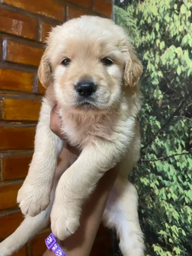 Americanos , Peludos e Estruturados Assim e Golden