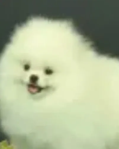 Lulu da pomerania fêmea branca sólida