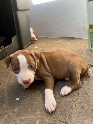 vende.se filhote de red nose fêmea 