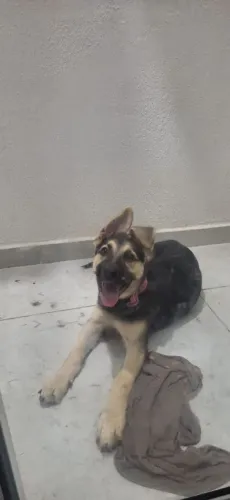 Cachorro pastor alemao