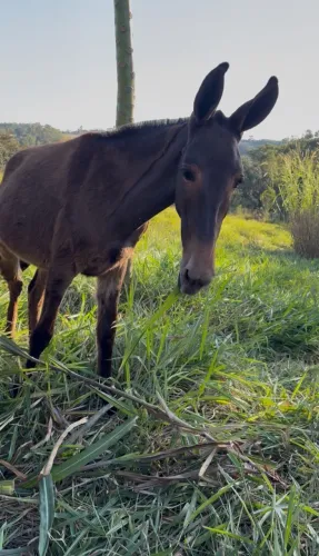 Burros a venda