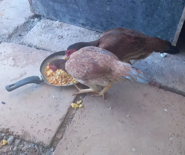 Galinha caipira