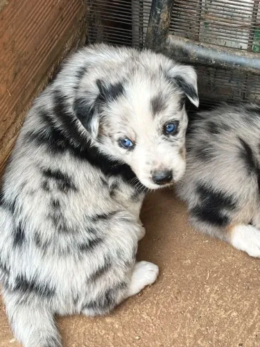 Filhotes de Border collie PUROS MERLE