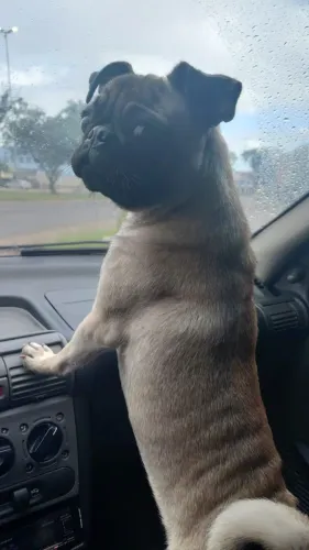 Pug 