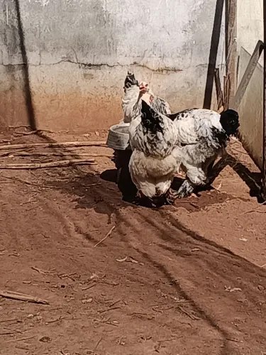 Galinha e pintinhos Brahma