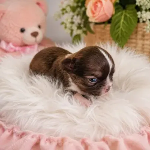 Chihuahua Mini de Pelo Longo - Macho