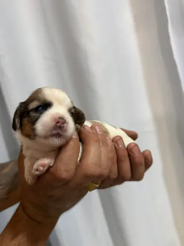 Filhotes de Shih Tzu