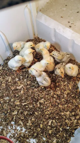 Vende-se 12 pintinhos da raça Mura valor r$300 individual r$ 50 aceita o cartão