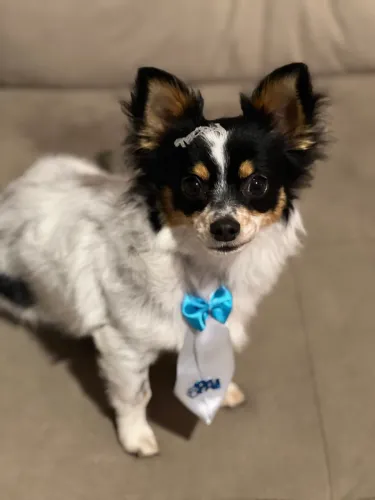 Chihuahua 6 meses macho  - Pelo Longo  