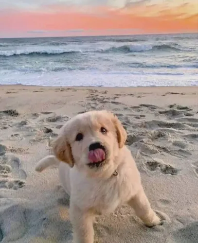 Filhote Golden Retriever, Eles Só Precisam de Um Lar Cheio de Carinho!