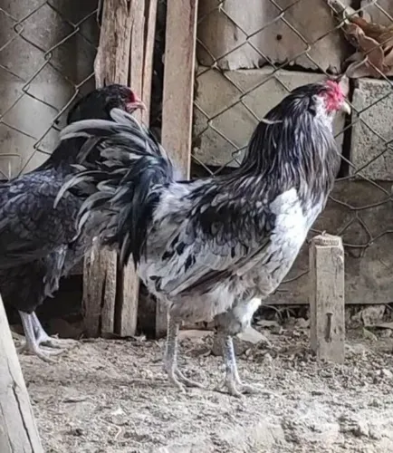 Ovos Férteis Ameraucana - Ovos Azuis