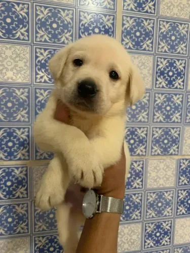 Labrador Filhotes de mais alto padrão da raça