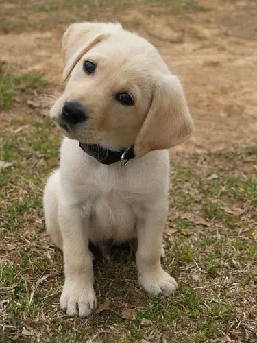 Filhote de Labrador - Puro e Encantador!