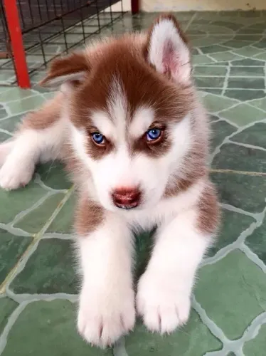 Filhote Husky Siberiano com olhos azuis aguardando o seus cuidados 